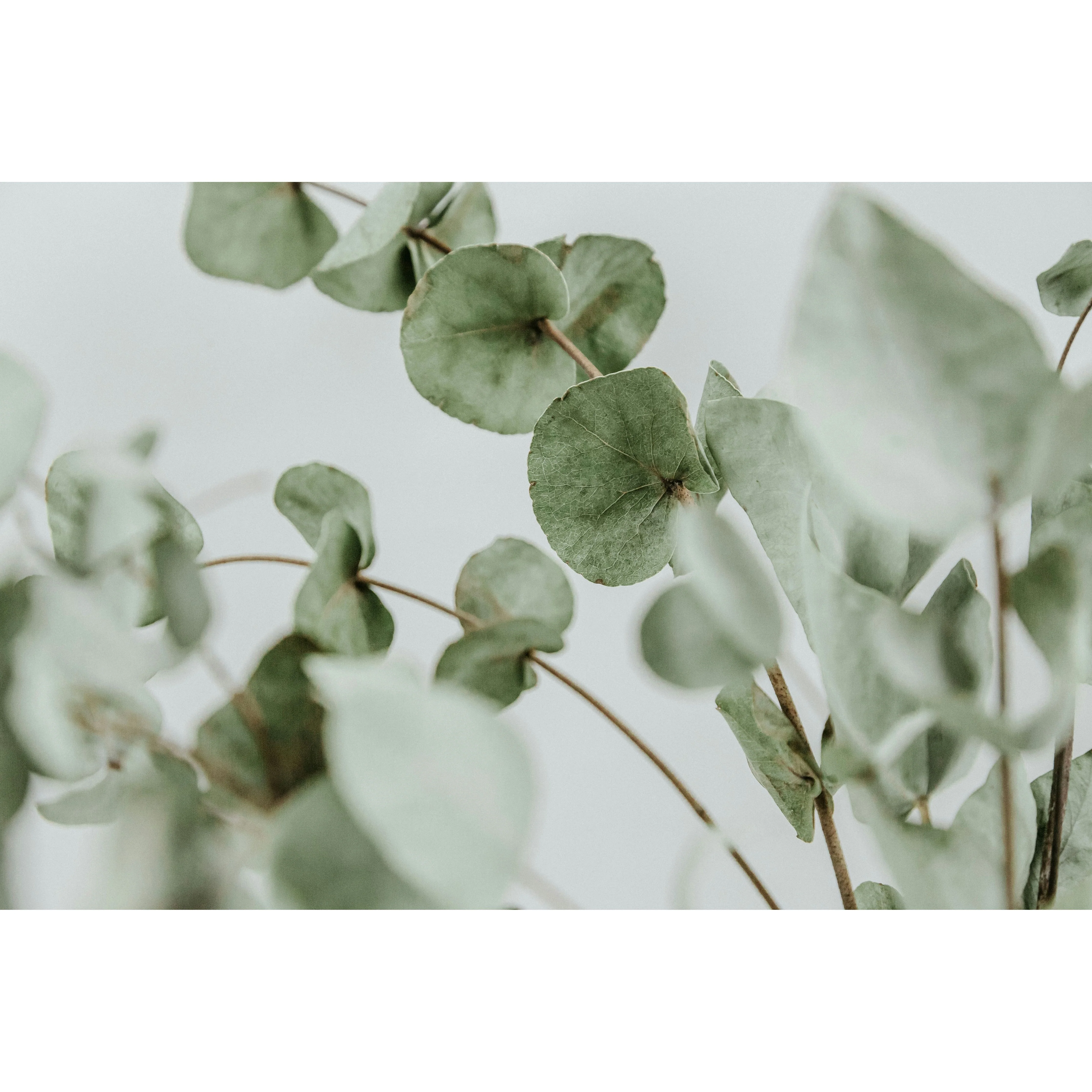 Dr. C. Soldan Em-eukal Eucalyptus Lozenges - Image 3