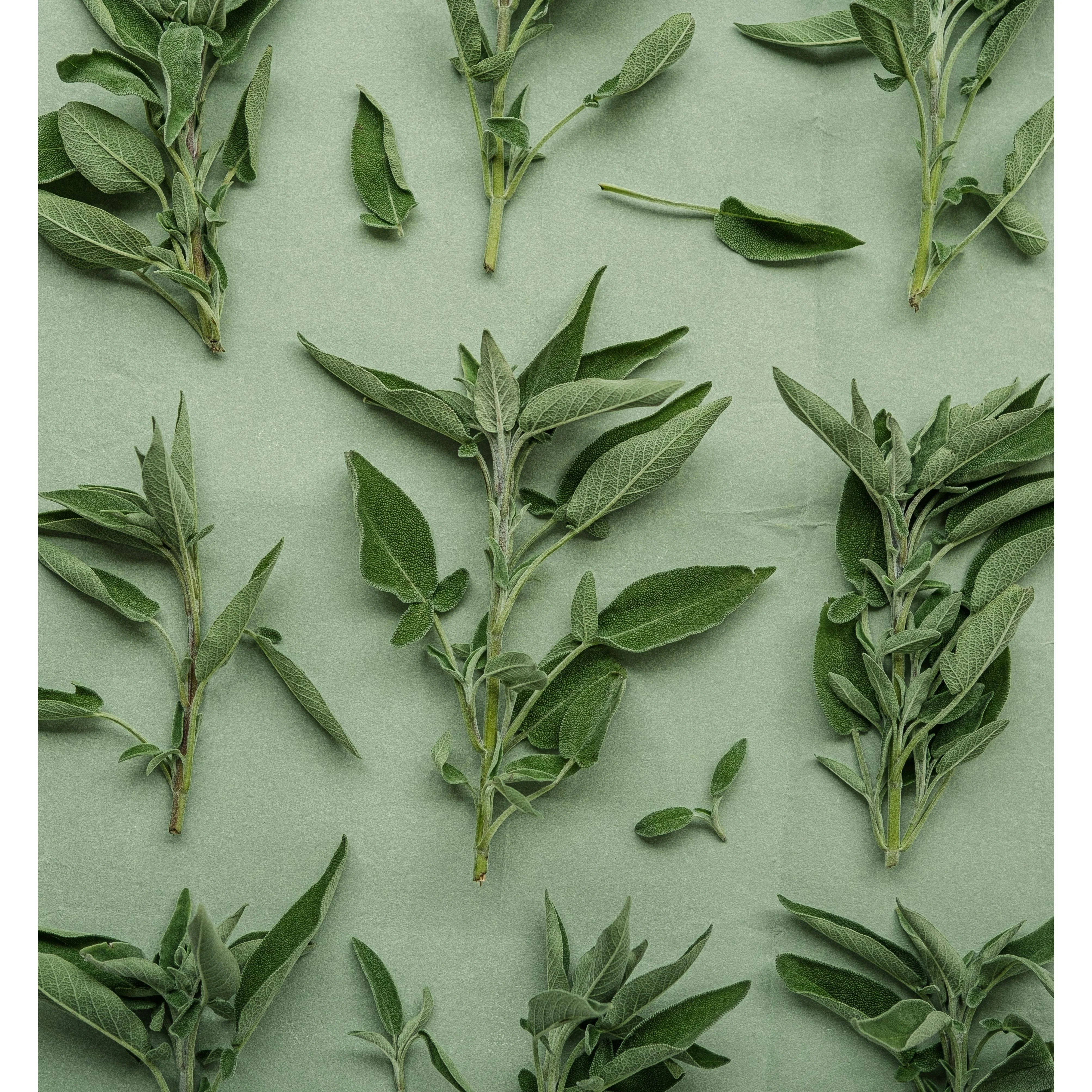 Edora Herb Butter Seasoning - Image 2