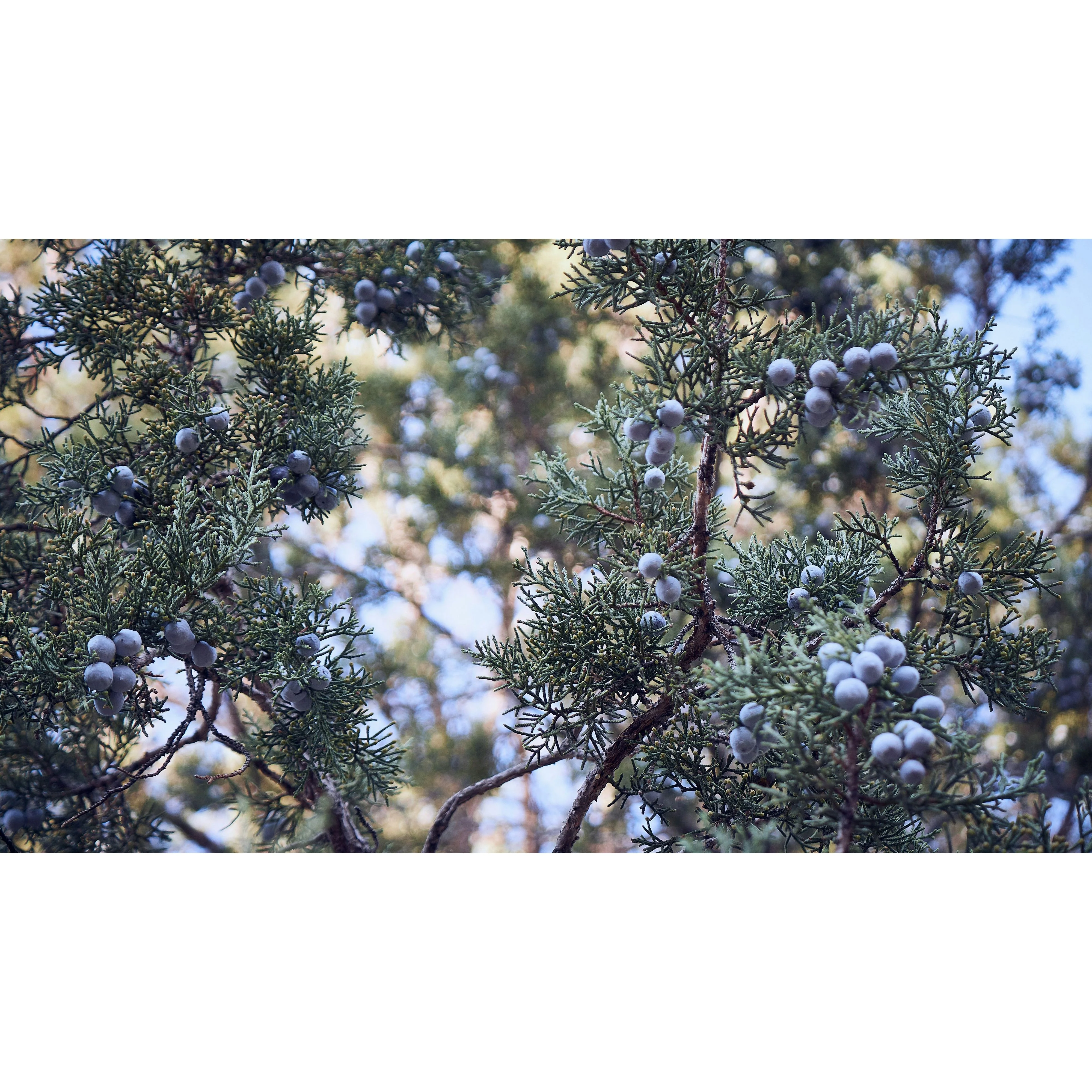 Edora Juniper Berries - Image 3
