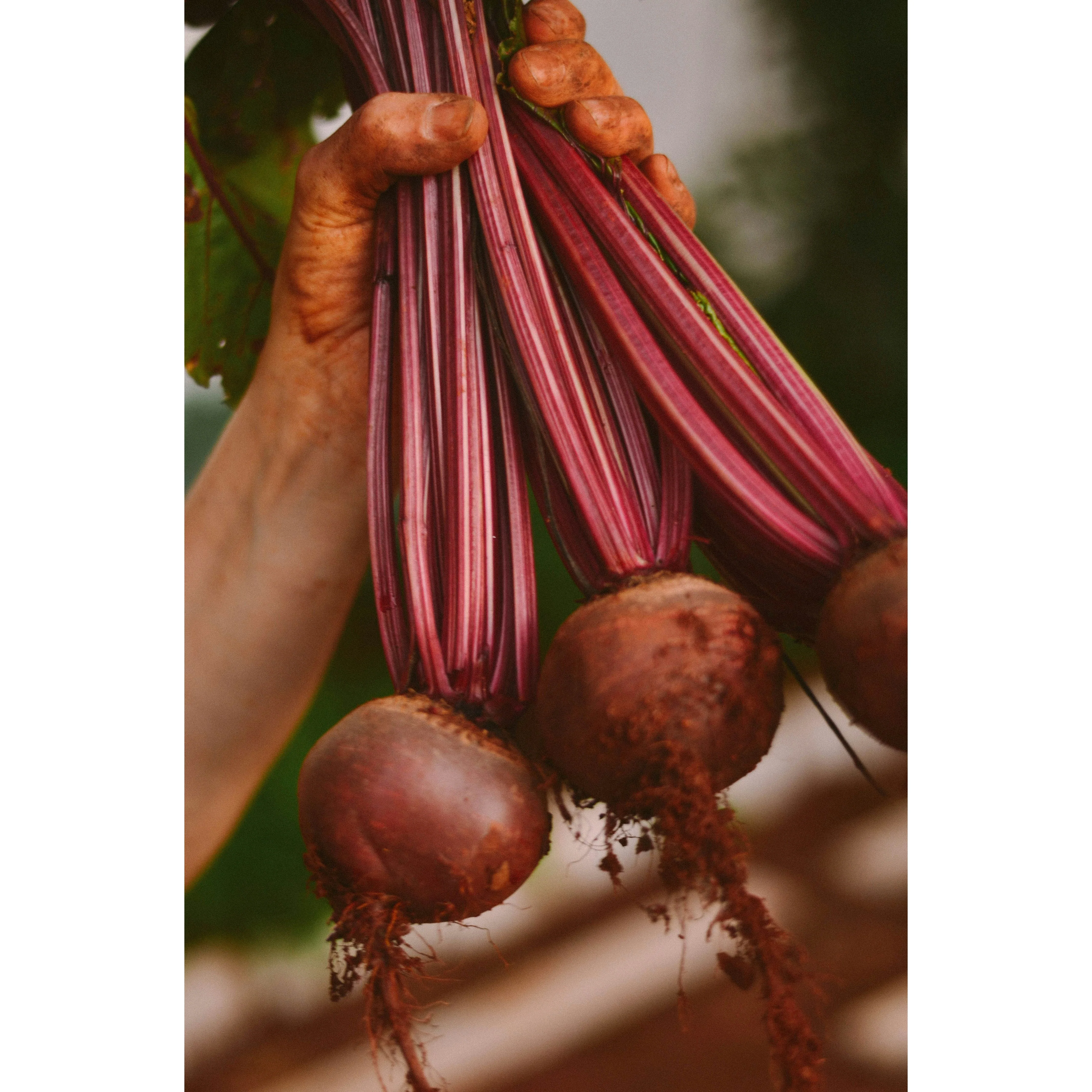 Grafschafter Goldsaft Sugar Beet Syrup - Image 2