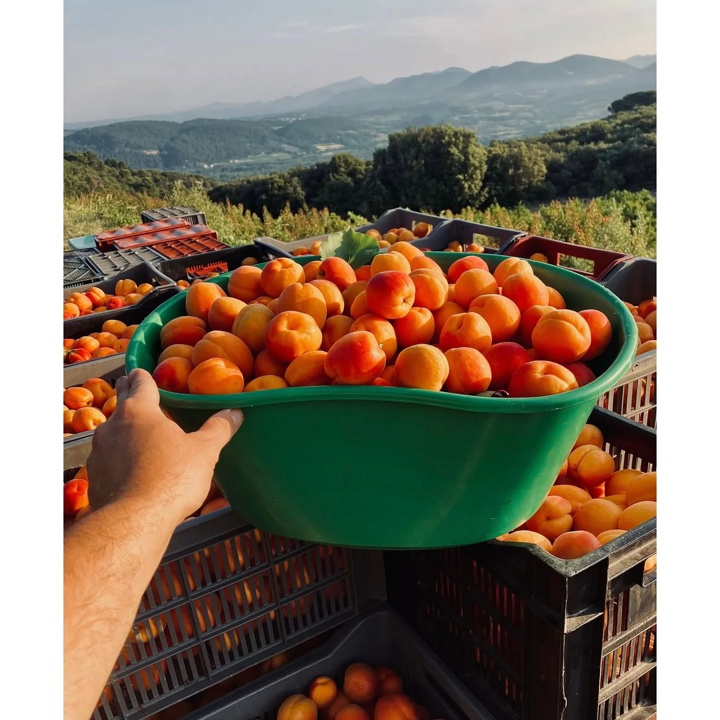 La Trinquelinette Apricot Rhubarb Jam - Image 2